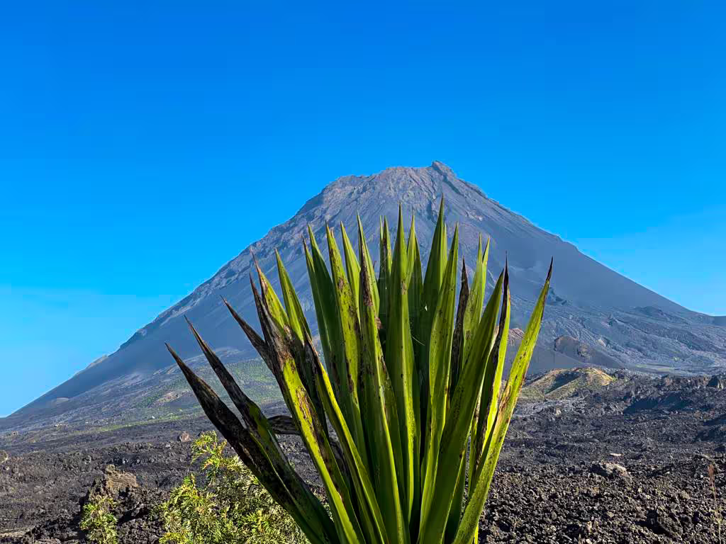 Vibrant green plant in foreground with Pico do Fogo volcano towering in the background on Fogo Island.