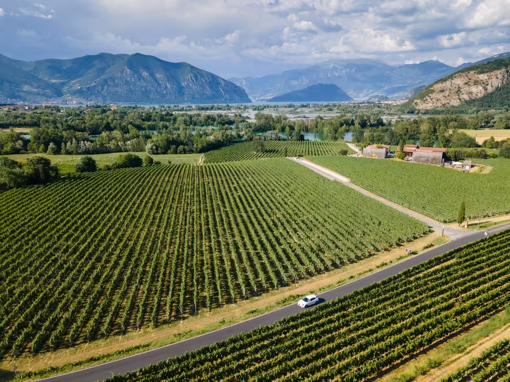 Vast vineyard landscape in Franciacorta wine region, offering scenic views and a taste of Italian viticulture.