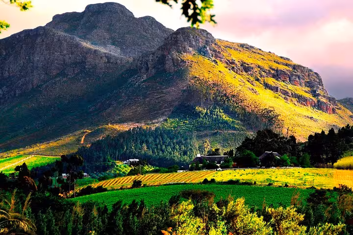 Sunlit vineyards and dramatic mountain backdrop on Franschhoek Wine Tram tour from Cape Town.