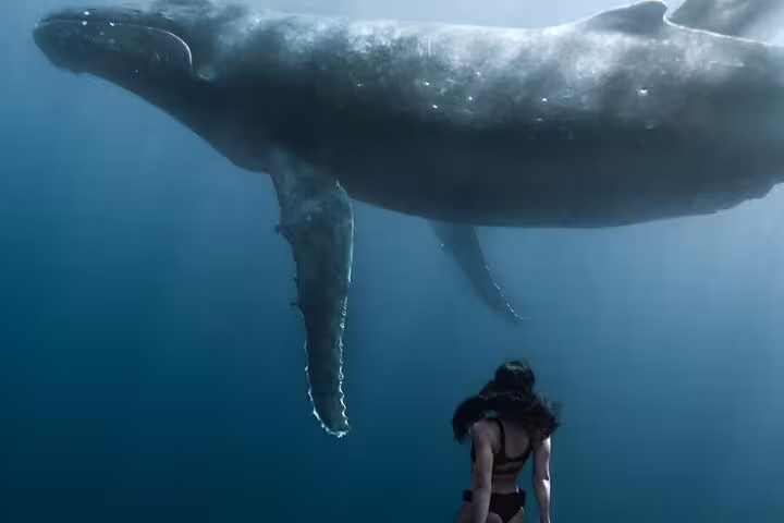 Freediver swimming underwater alongside a massive humpback whale in Moorea's clear blue ocean