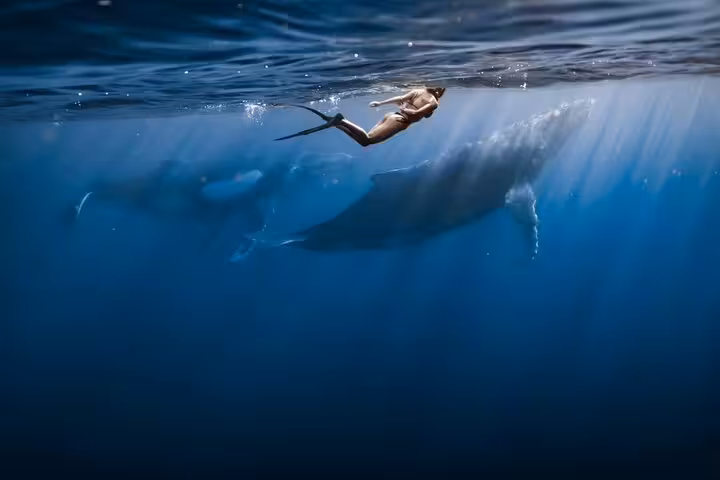 Freediver swimming alongside a massive humpback whale just below the ocean surface in Moorea's blue waters