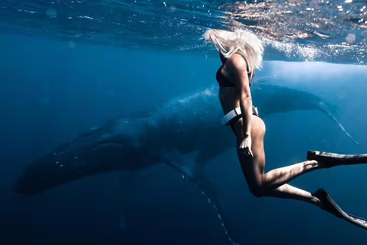 Freediver in bikini swimming alongside a humpback whale in blue ocean waters near Moorea