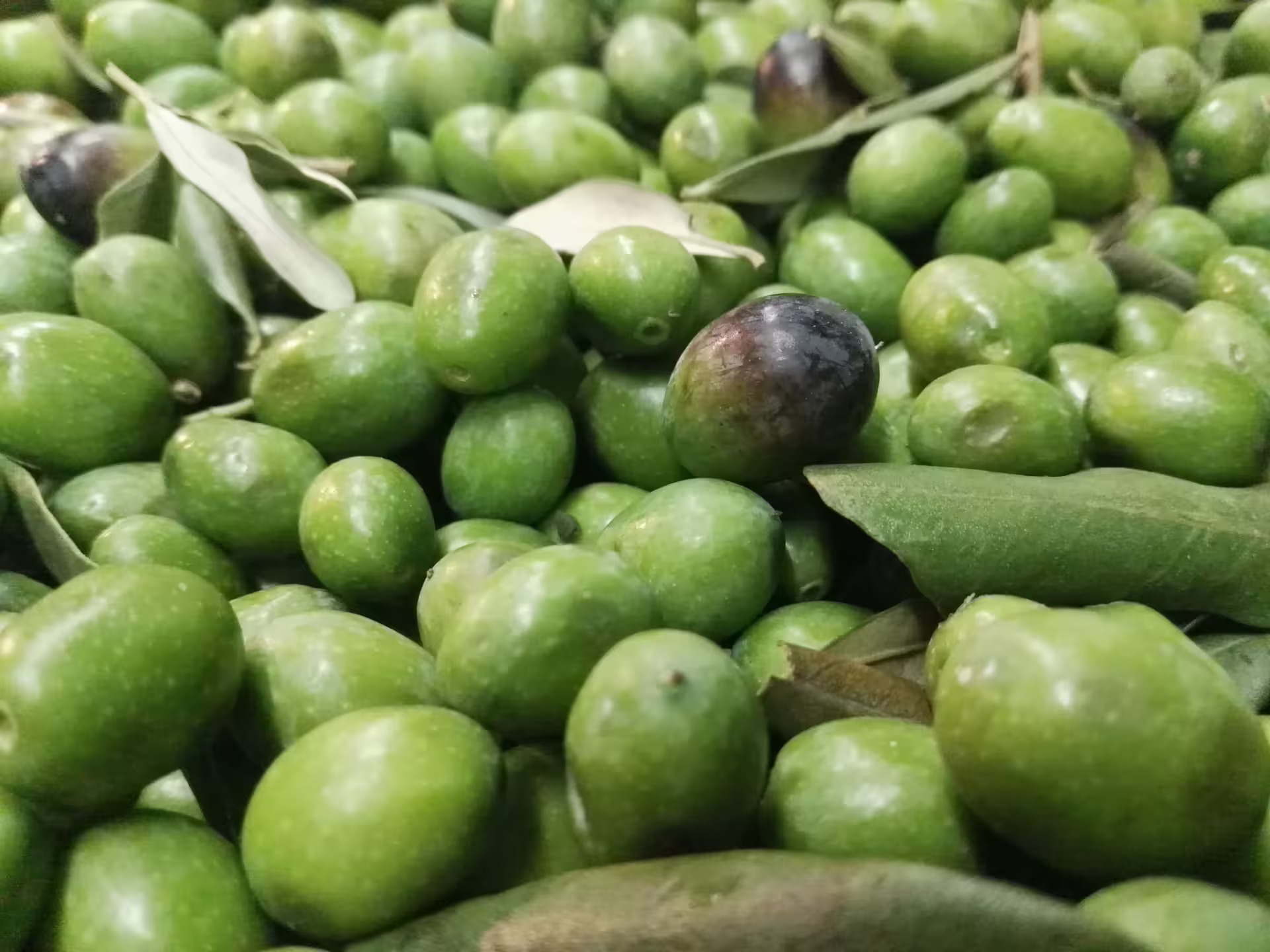 Close-up of freshly harvested green olives with leaves, key ingredient for Abruzzo olive oil tasting tour