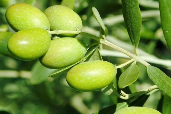 Close-up of fresh green olives on the branch during an olive oil tasting farm tour near Nafplio, Greece