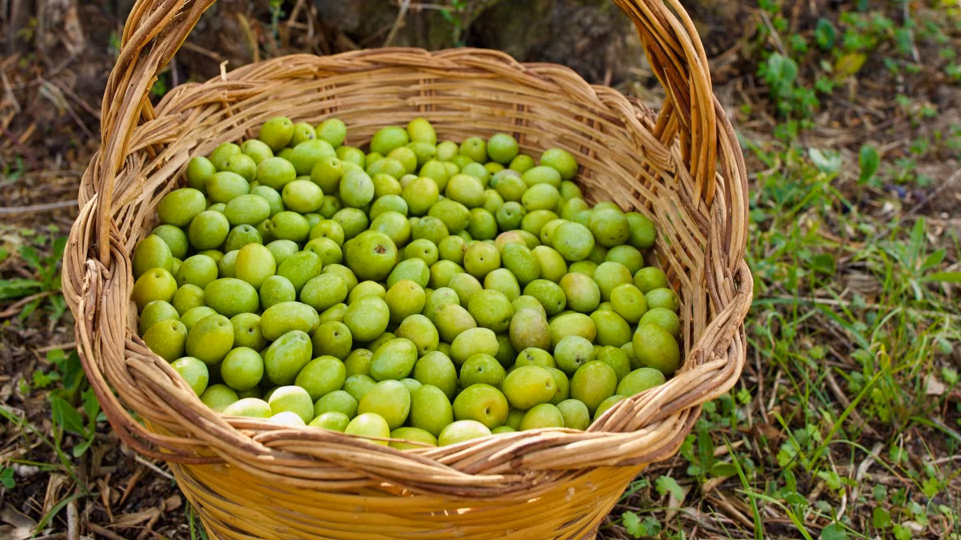 A wicker basket brimming with freshly harvested green olives on a grassy field in Oristano's olive groves.