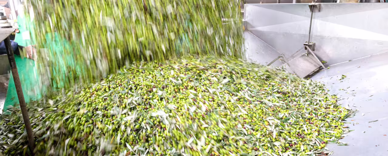 Fresh olives pouring into the mill at Frantoio Buonamici in Fiesole during Olio EVO Bronze experience