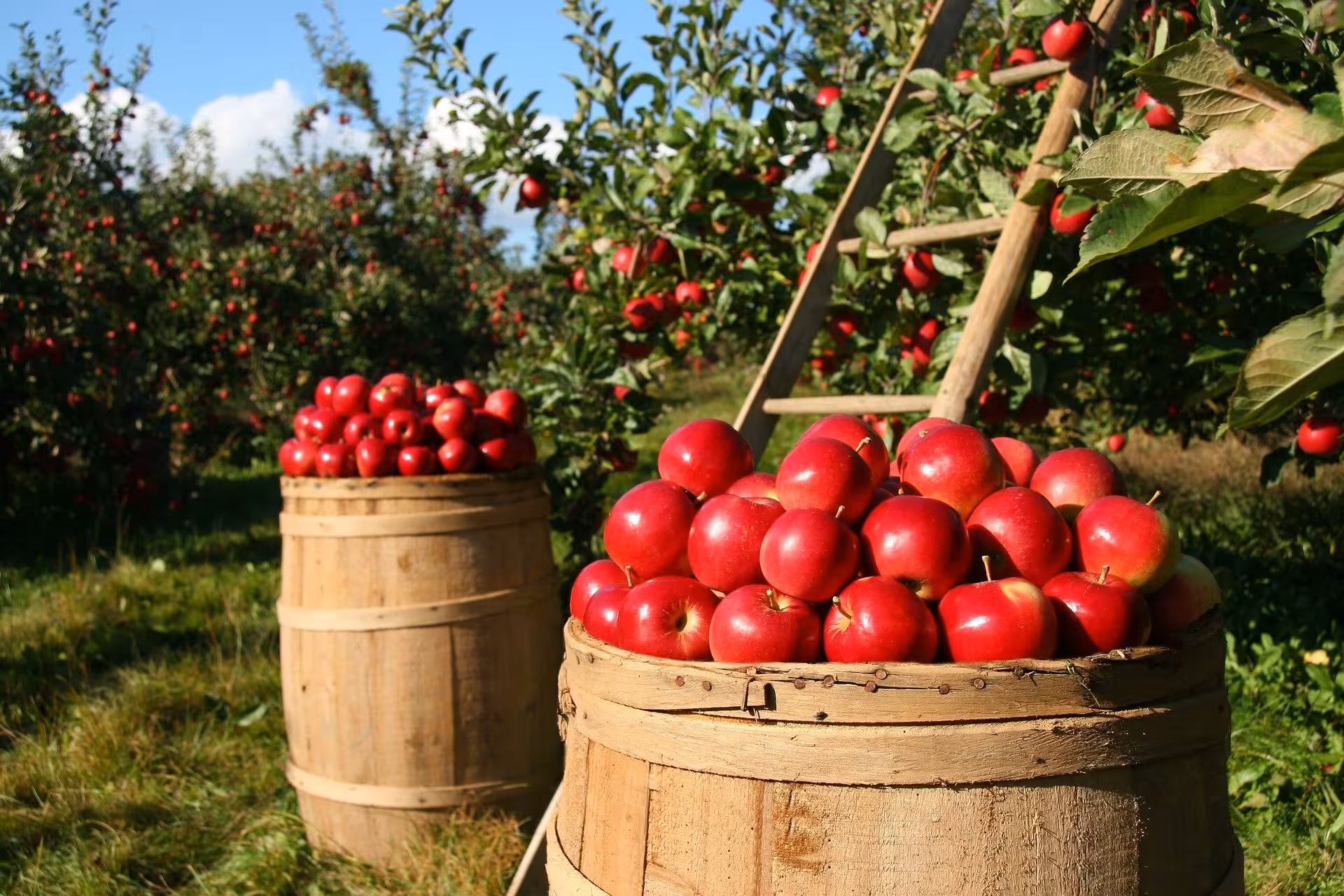 Fresh red apples in wooden barrels at an orchard, local produce stop on the Gourmet Market Tour experience
