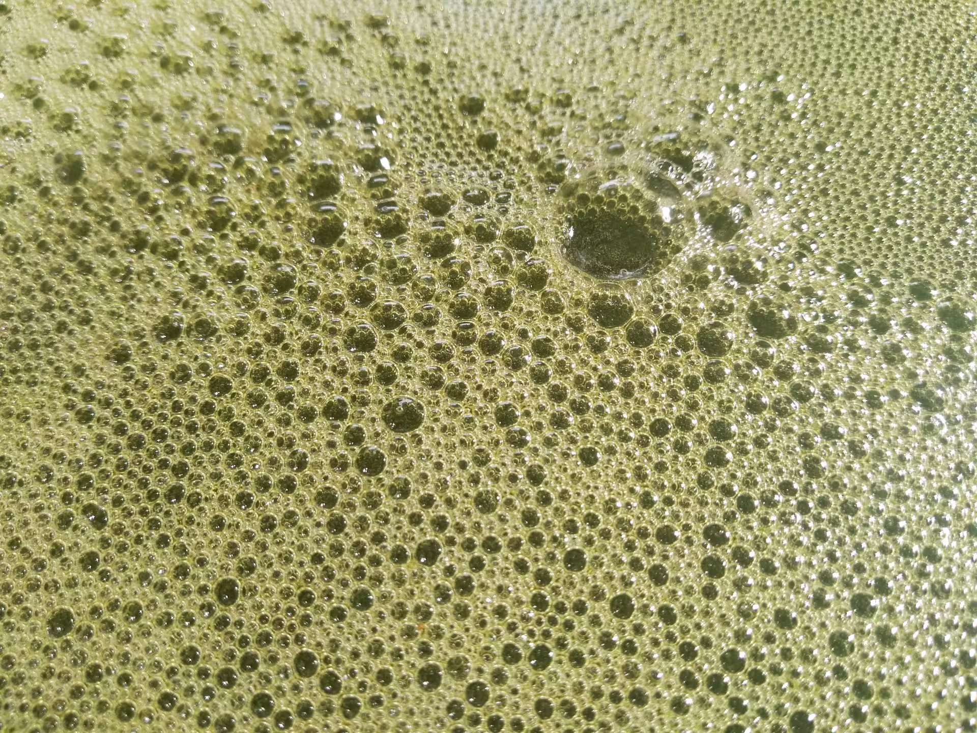 Close-up of freshly pressed olive oil foam during an Abruzzo olive mill tour and extra virgin tasting