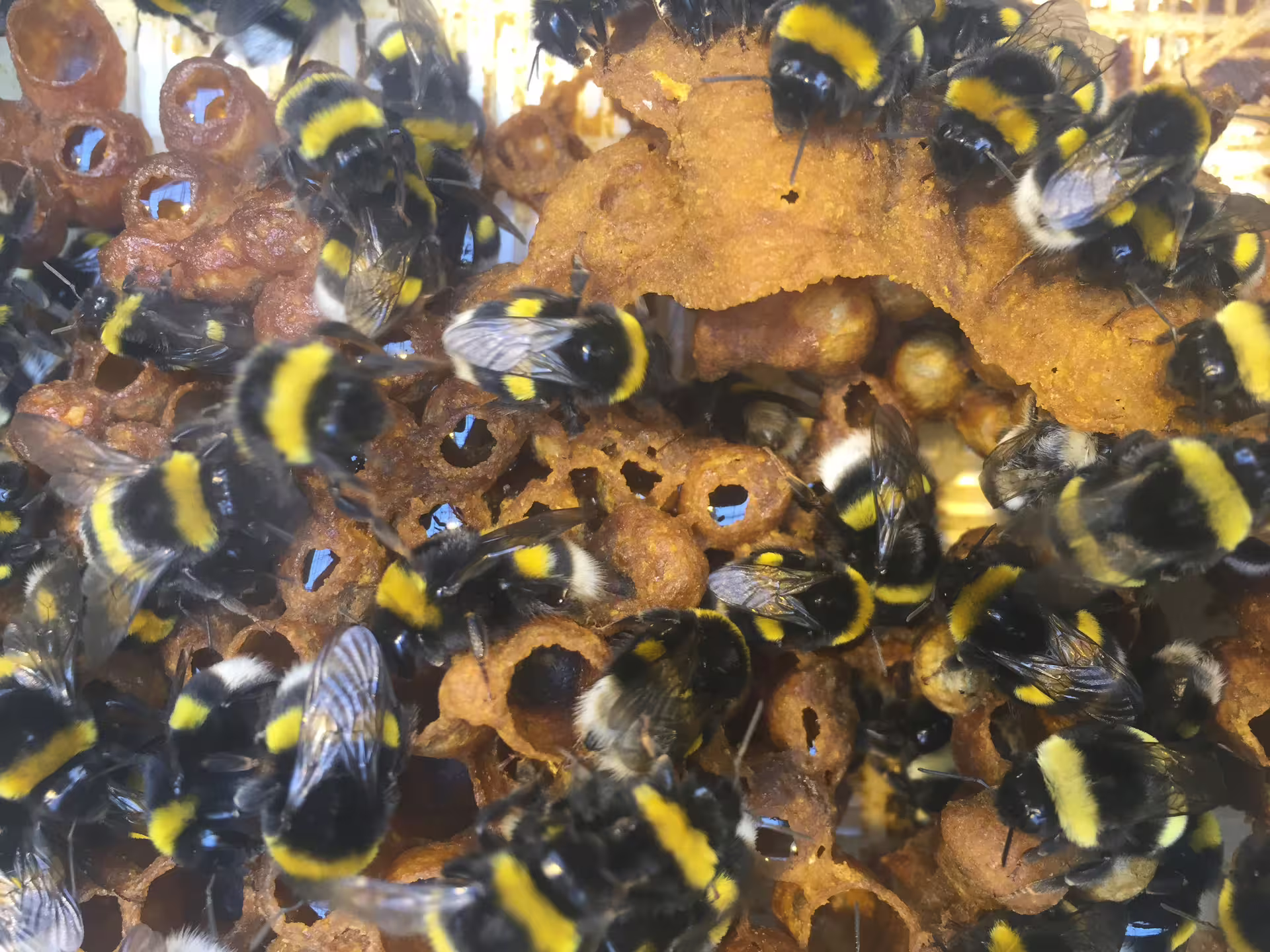 Observing the bees at Fridheimar Farm