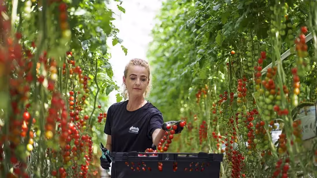 Worker harvesting cherry tomatoes in Fridheimar Farm greenhouse in Iceland