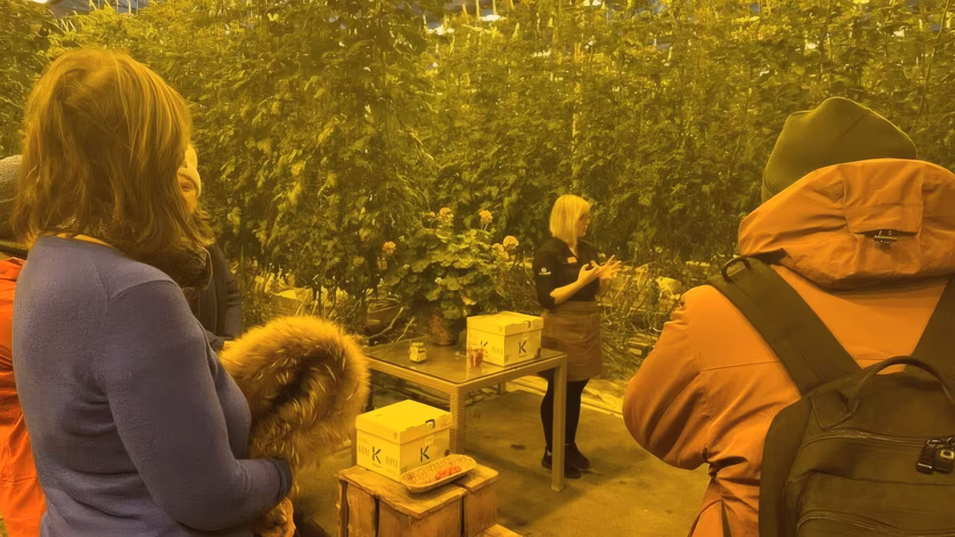 Guide presenting tomato plants inside Fridheimar Farm greenhouse to visitors on Golden Circle Iceland tour