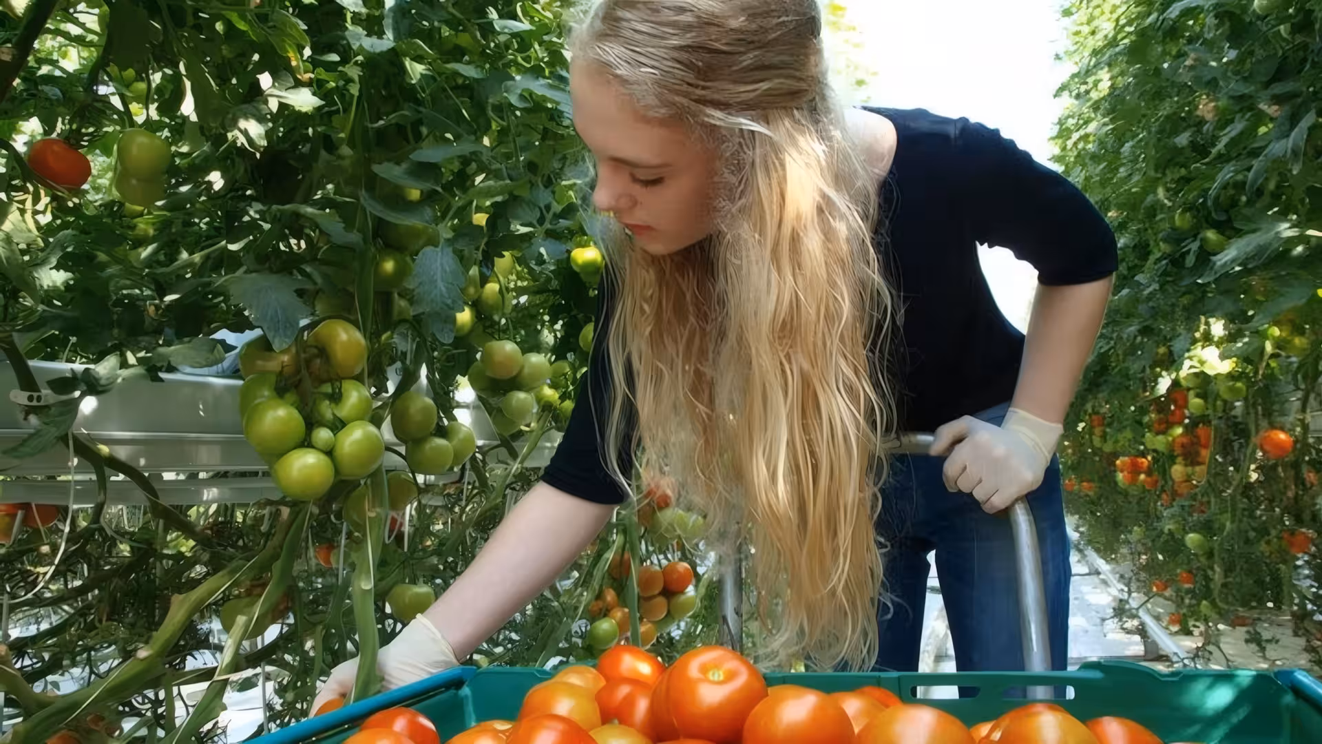 Worker harvesting ripe red tomatoes in Fridheimar Farm greenhouse, Iceland