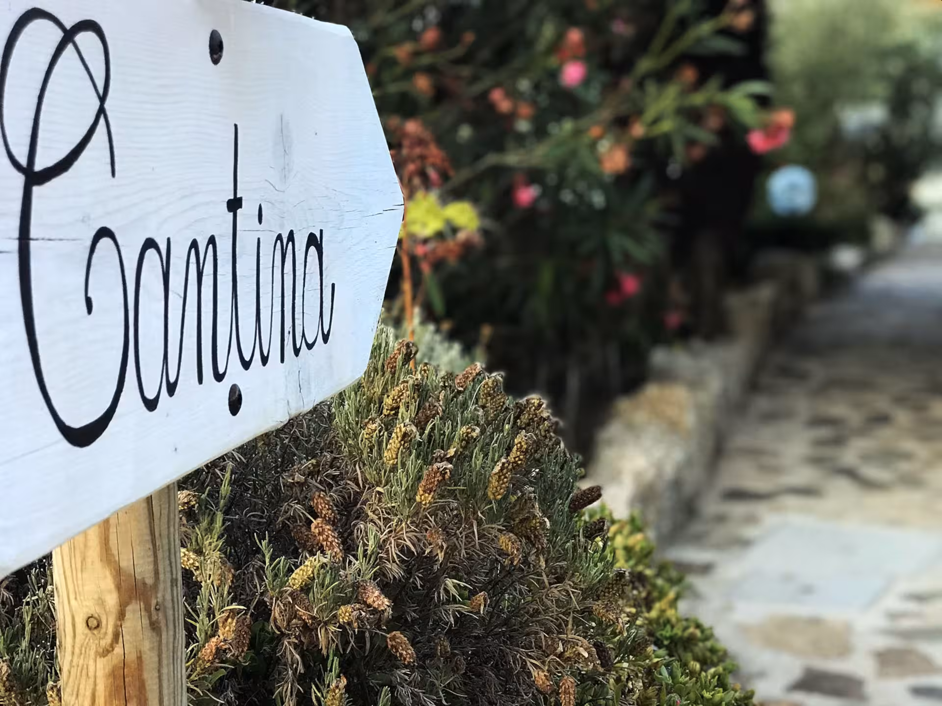 Rustic sign pointing to a cantina surrounded by lush greenery in a Gallura winery, Olbia.