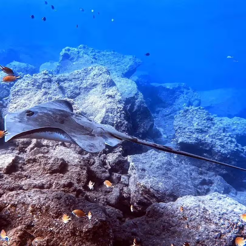 Diving at Garajau Marine Reserve offers a breathtaking view of stingrays gliding over vibrant rocky reefs and colorful fish.