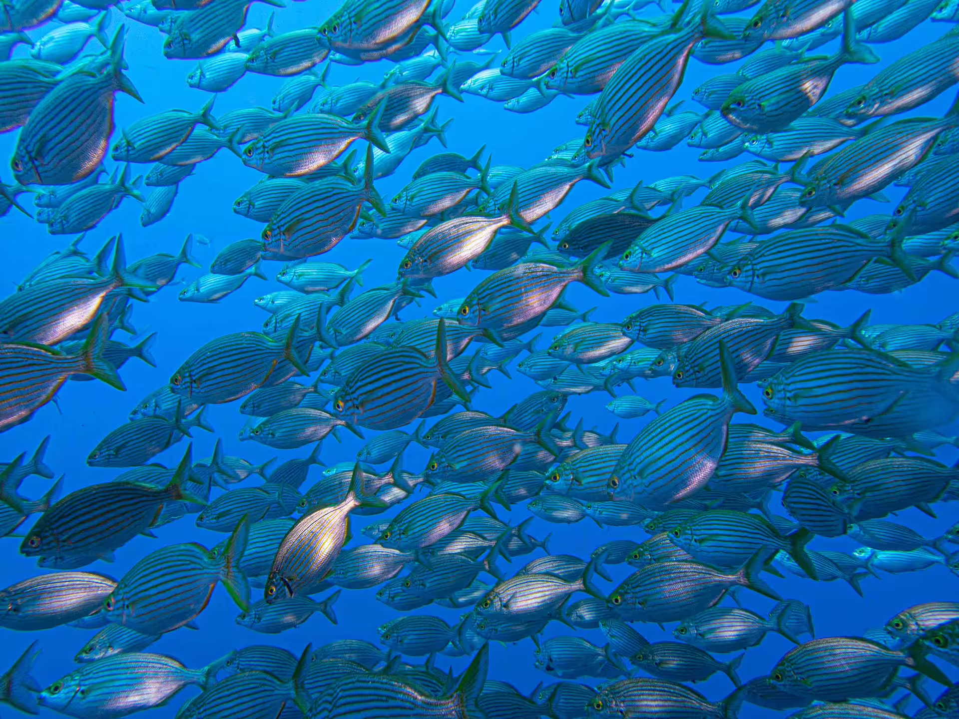 Underwater view of a vibrant fish school in Garajau Marine Reserve, perfect for diving enthusiasts exploring Madeira's marine life.