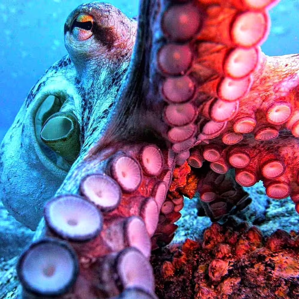 Close-up of a vibrant octopus in Garajau Marine Reserve, showcasing its colorful tentacles and oceanic habitat during a single dive experience.