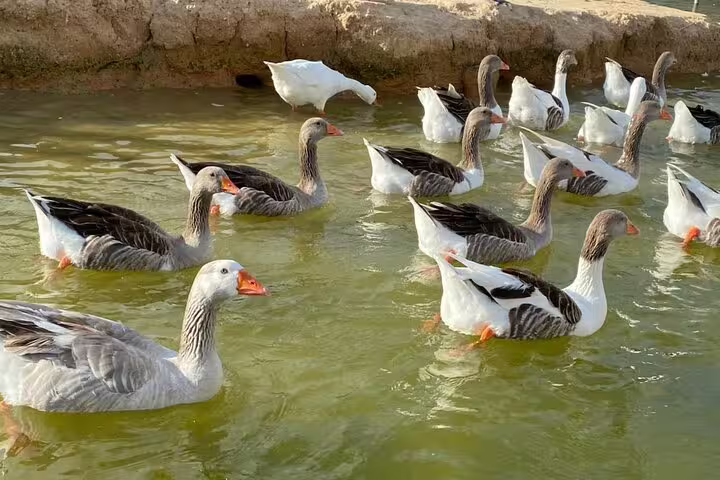 Geese swimming in a pond at Africano Park Alexandria, part of a private safari tour from Cairo Egypt