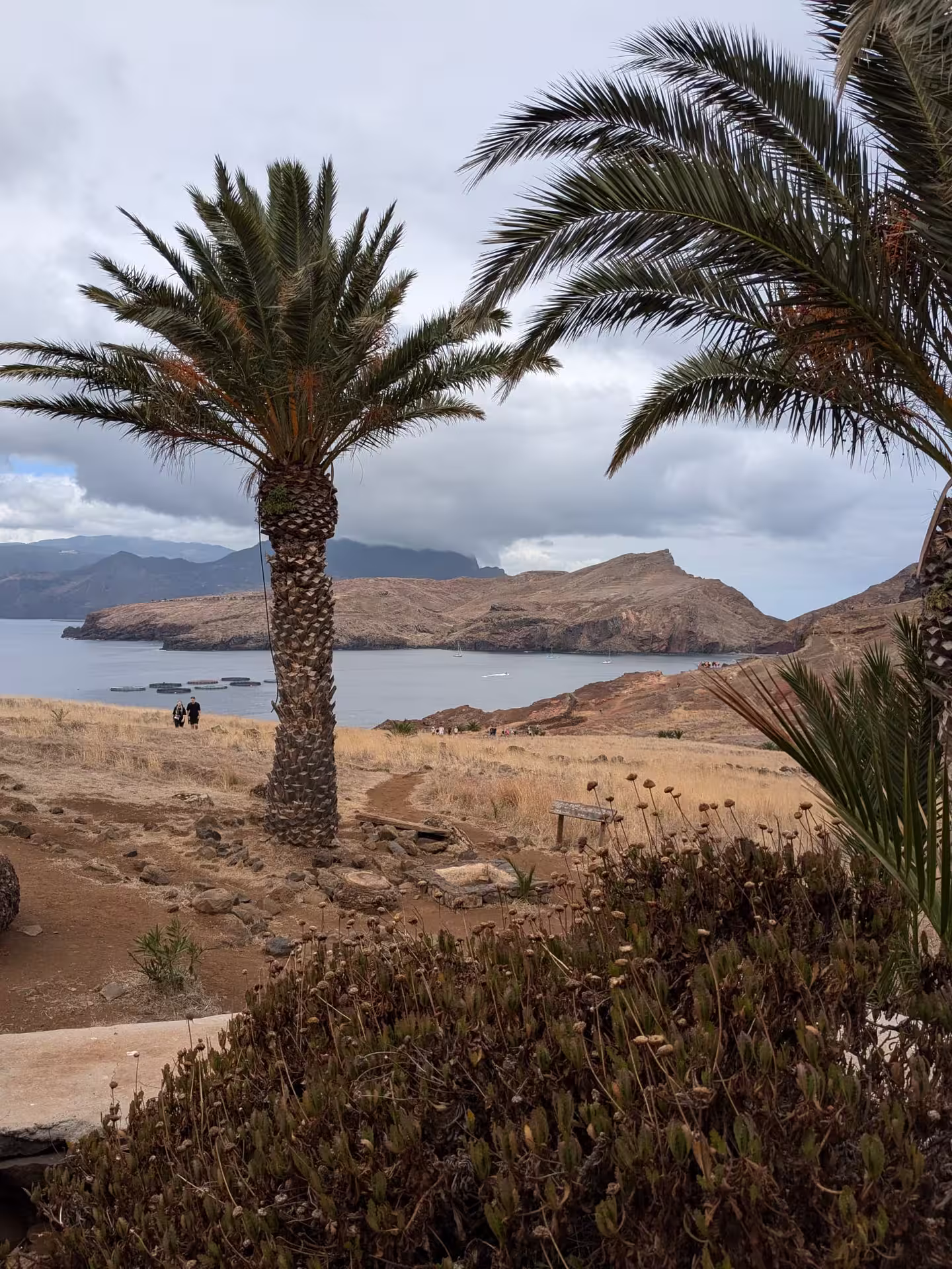 Serene coastal landscape with palm trees and mountains, offering a picturesque view on The Geological Hike.