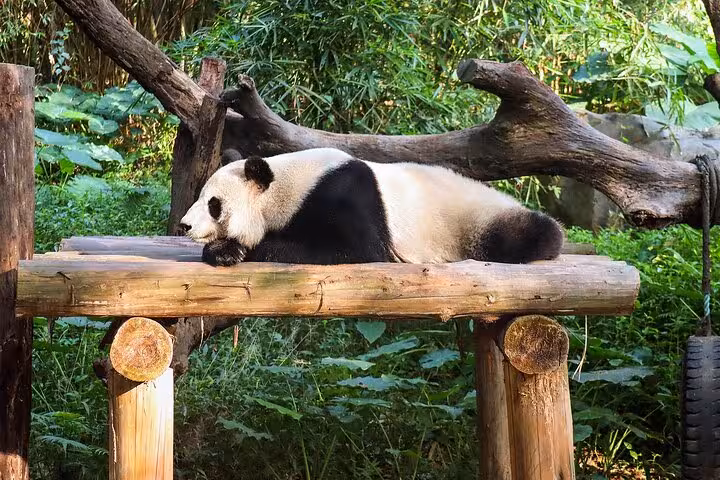 Giant panda resting leisurely on a wooden platform in a lush bamboo environment at Panda Park.