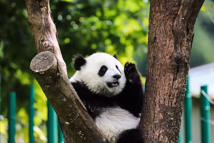 Adorable giant panda lounging in a tree at Chengdu Panda Base, showcasing unique wildlife experiences in Chengdu.