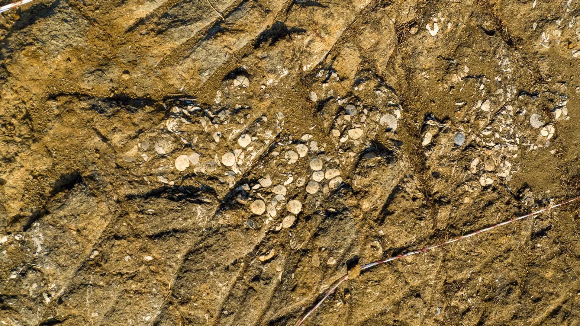 Close-up of ancient fossils embedded in rocky terrain at Giara Park, highlighting its rich geological heritage.