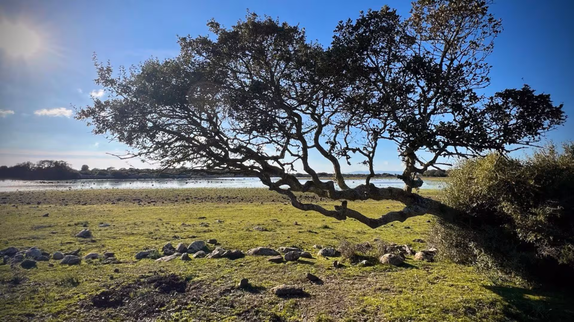 Scenic view of a windswept tree in sunlight at Giara Park, ideal for trekking and nature exploration.