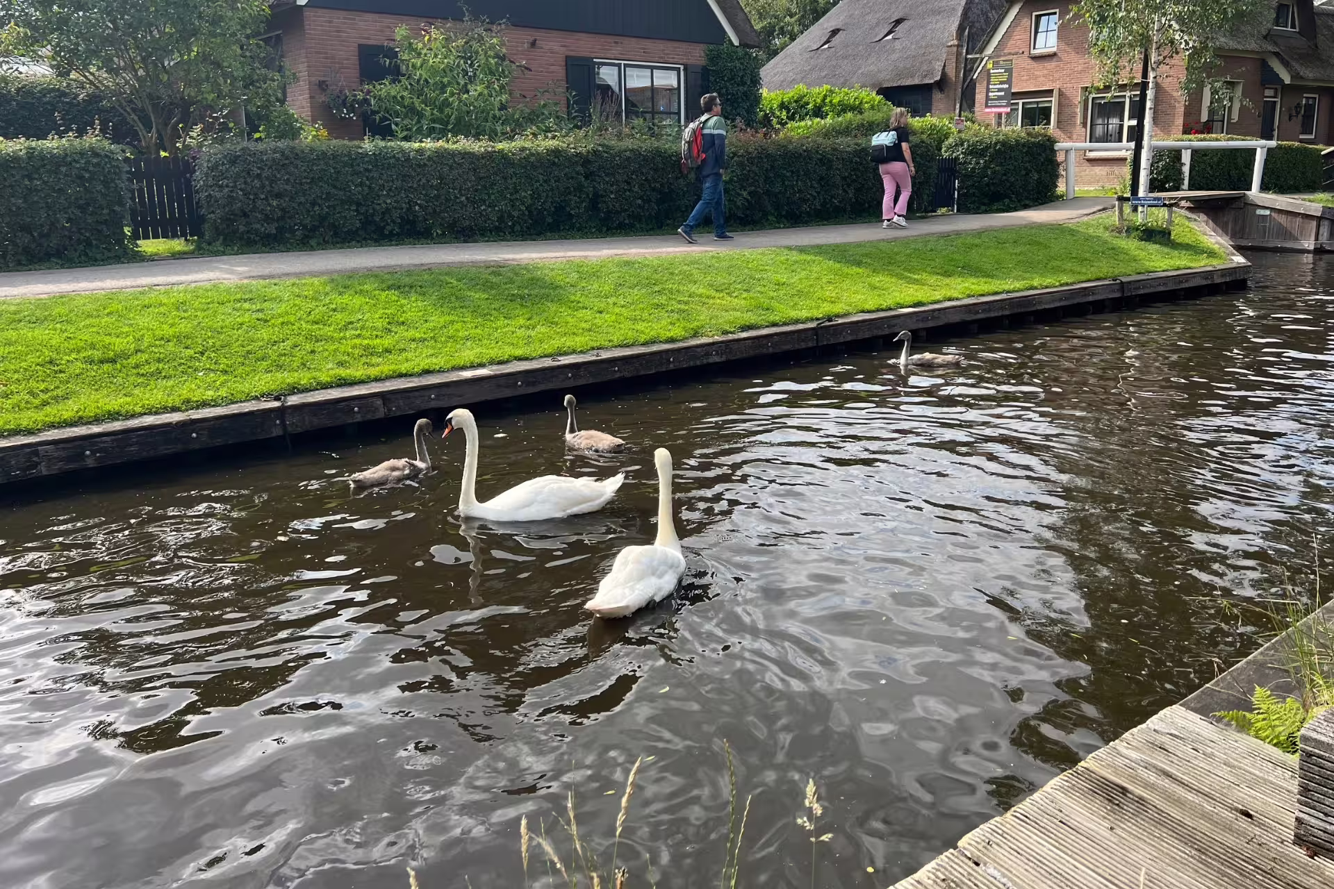 Swans swimming in Giethoorn canal beside thatched houses on Amsterdam day trip with scenic village walk
