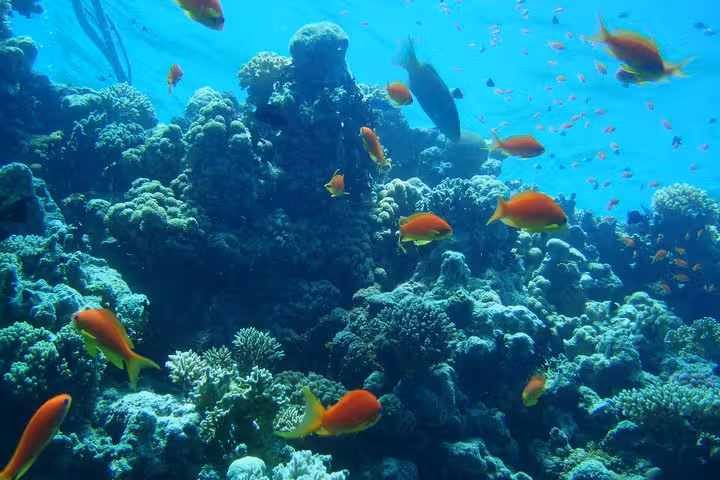 Vibrant Red Sea coral reef with orange fish at Giftun Island National Park snorkeling from Hurghada