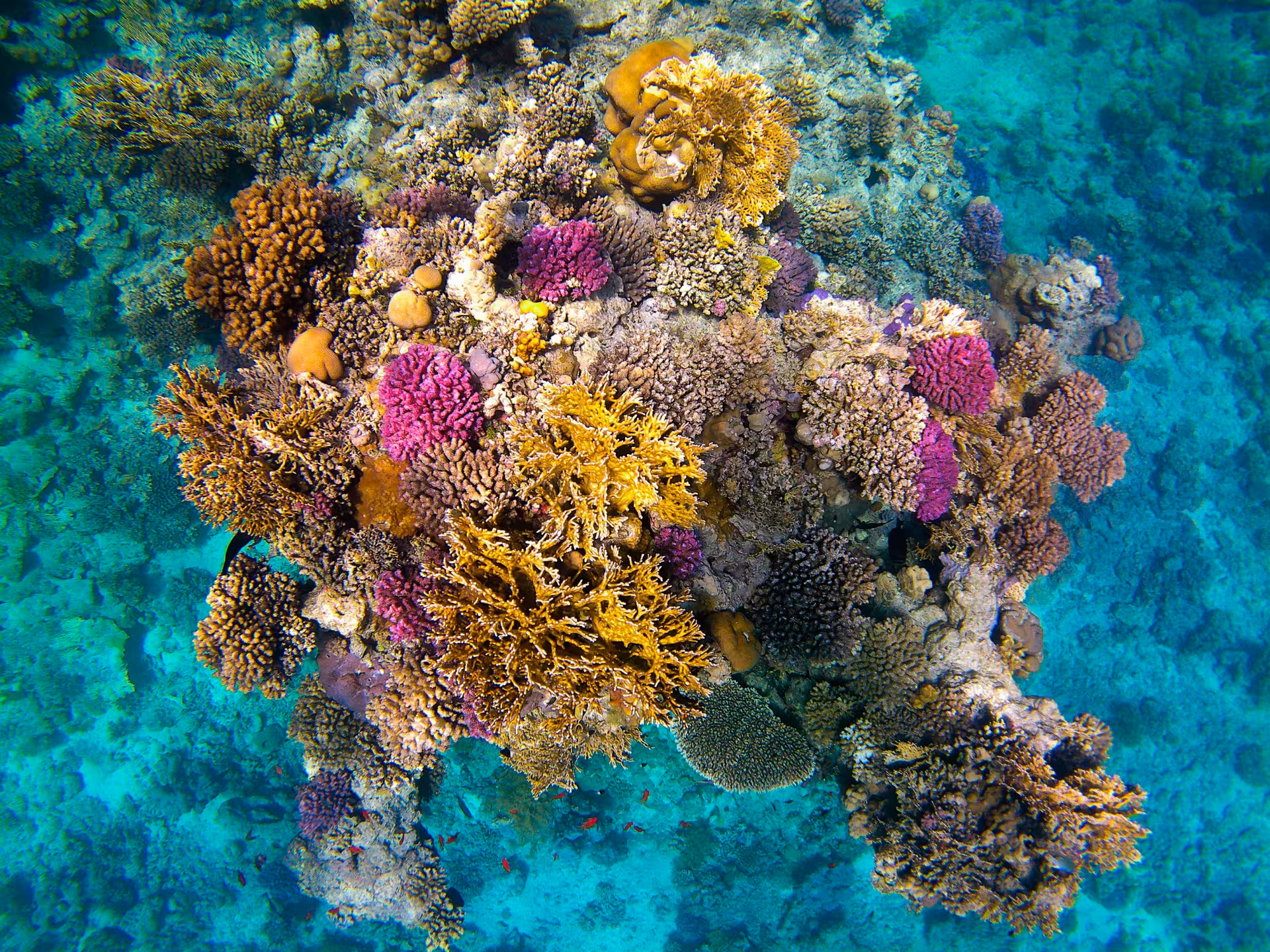 Vibrant coral reef with pink, yellow, and brown corals in turquoise waters at Giftun Island