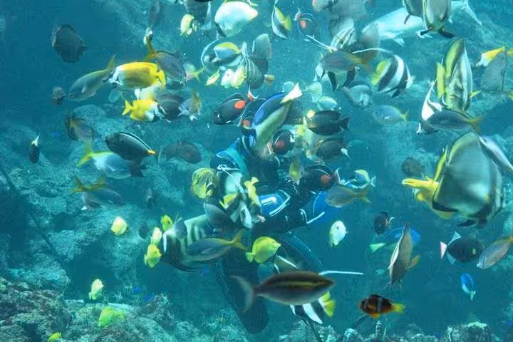 Snorkeler surrounded by colorful reef fish in Giftun Island National Park on Hurghada day trip