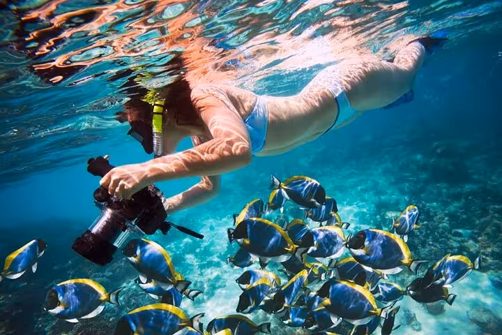 Snorkeler in Giftun Island National Park from Hurghada photographing colorful Red Sea reef fish underwater