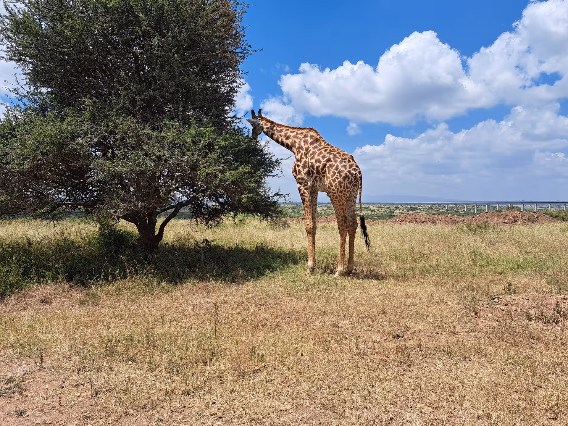 A giraffe grazing near an acacia tree under a clear blue sky in Maasai Mara, perfect for wildlife enthusiasts.