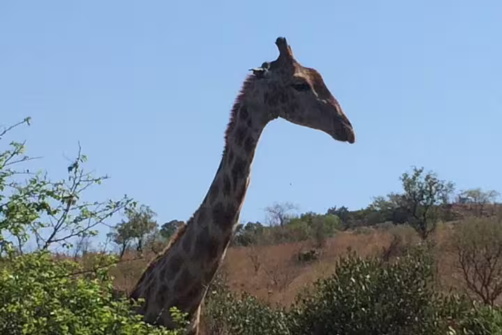 Giraffe  with blue sky