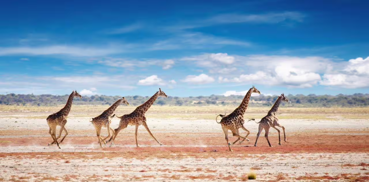 Group of giraffes running across the vast savannah under a bright blue sky in Etosha.