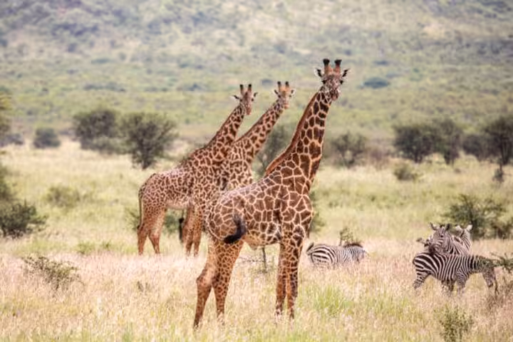 Giraffes and zebras grazing in Mikumi National Park, a highlight of the 4x4 safari from Zanzibar.