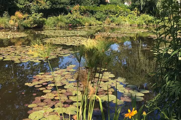 Lily pad covered pond with papyrus plants and lush greenery at Monet's garden in Giverny