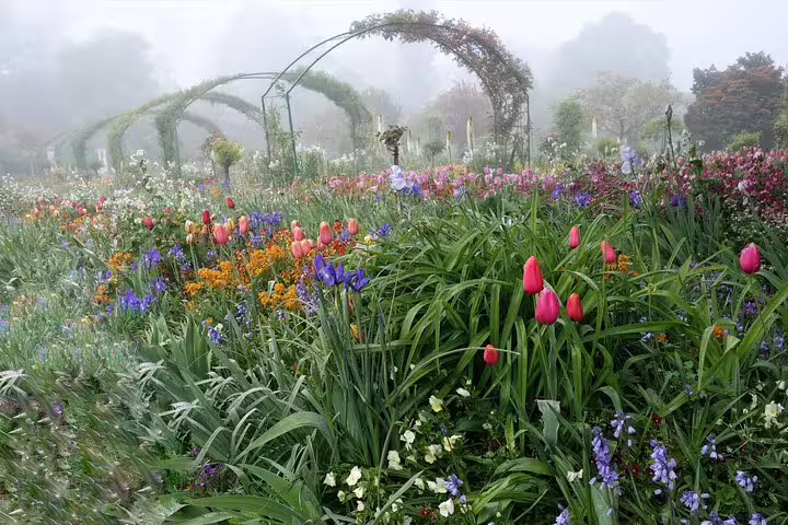 Colorful tulips and wildflowers blooming in Monet's garden at Giverny with misty arched trellises