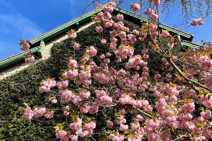 Pink cherry blossoms blooming in front of ivy-covered building at Monet's Gardens in Giverny