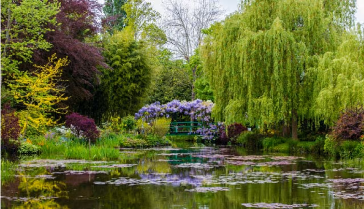Monet's lily pond with weeping willows and wisteria-covered Japanese bridge in Giverny gardens