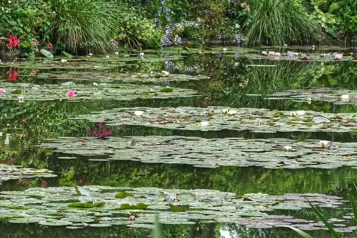 Water lily pond with floating green pads and pink blooms at Monet's garden in Giverny, France