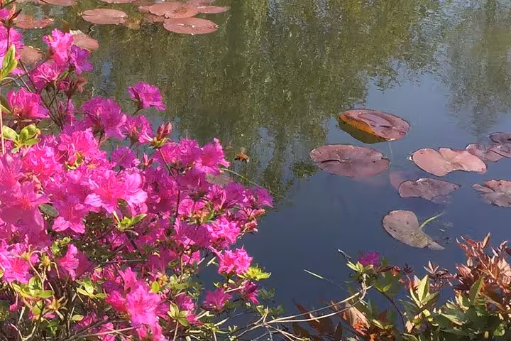 Vibrant pink azaleas blooming beside lily pad-covered pond at Giverny gardens