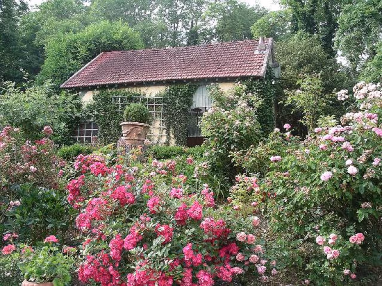 Rose garden with ivy-covered stone cottage at Giverny, France, surrounded by blooming pink roses