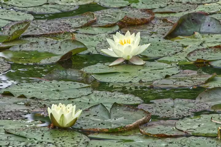 White water lilies blooming on lily pads in Giverny pond