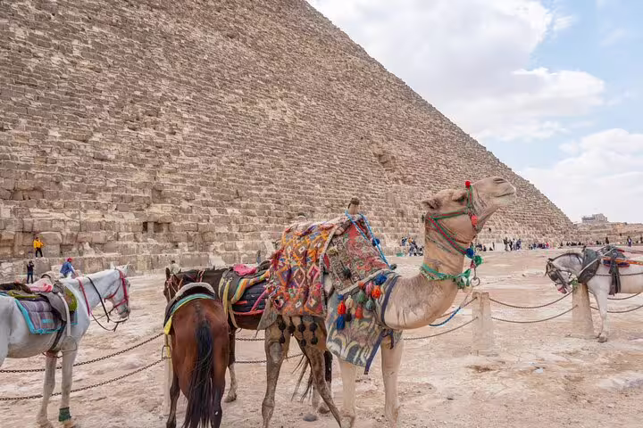Decorated camel and horses by the Great Pyramid of Giza, Egypt, on private Port Said shore excursion day tour