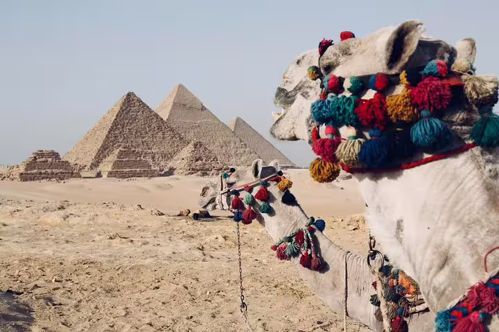 Decorated camel with the Giza Pyramids in the background, iconic camel ride stop on Cairo day tour