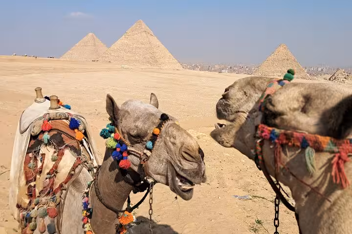 Decorated camels in Giza Desert with the Great Pyramids backdrop, Saqqara & Giza pyramids tour camel ride
