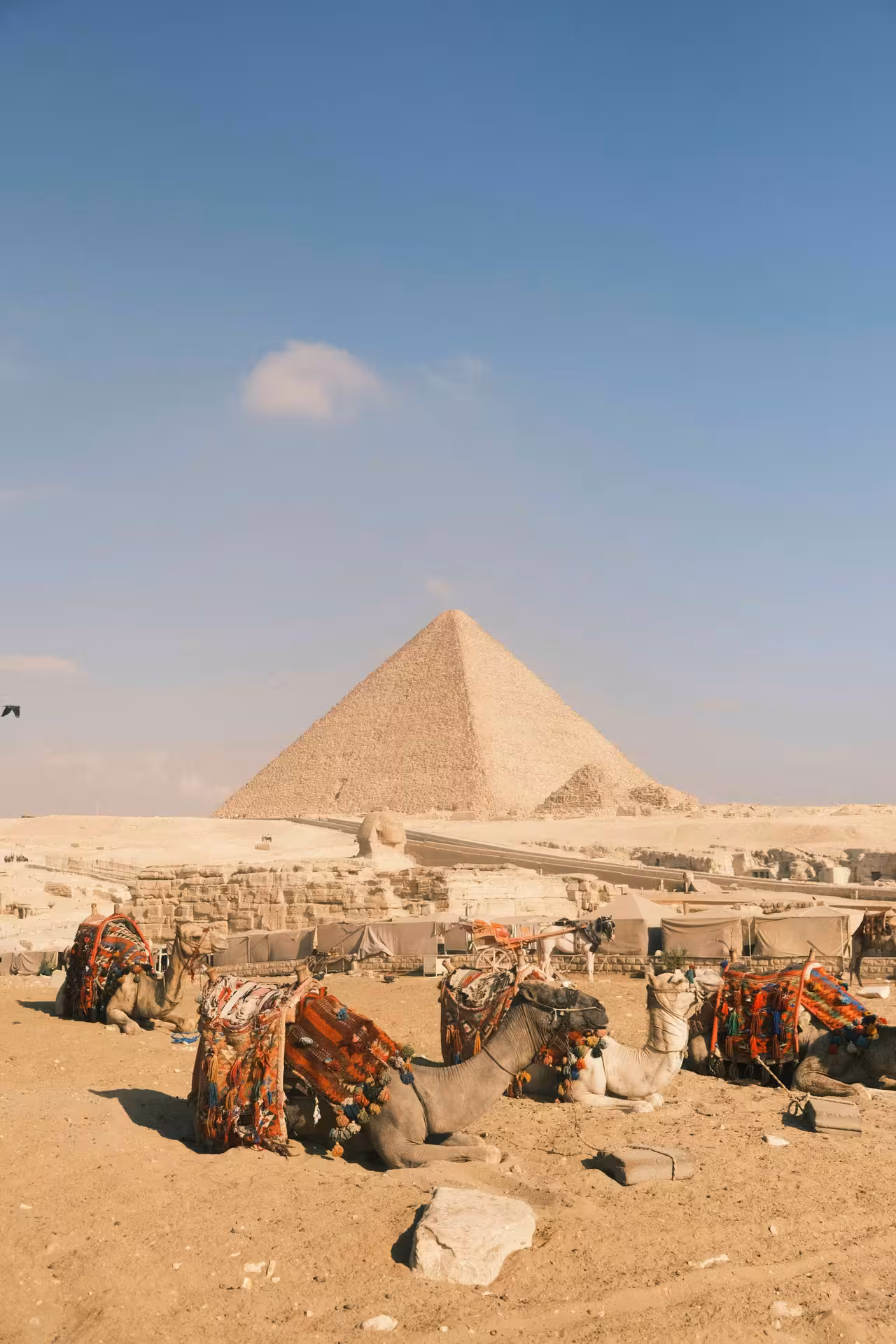 Decorated camels resting in sand before the Great Pyramid of Giza and Sphinx, Egypt