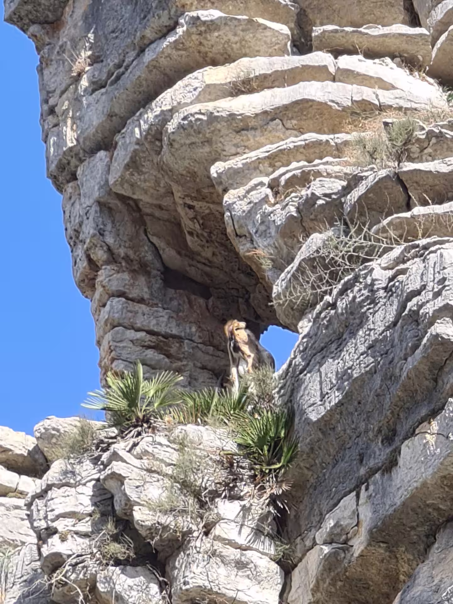 A goat perched on rugged limestone formations at Canuto de la Utrera, showcasing nature's beauty on a hike.