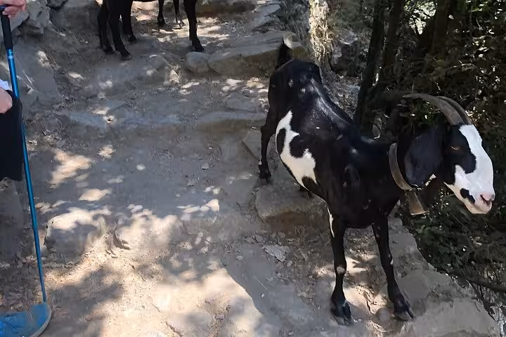 A black and white goat stands on the rugged Path of the Gods trail, a highlight of the Amalfi Coast hiking experience.