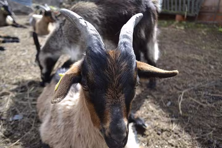Close-up of a goat with distinct horns at a rustic farm in Peneda Geres National Park.